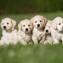 Litter of five cute purebred golden retriever puppies outdoors in the nature on grass meadow on a sunny summer day.
