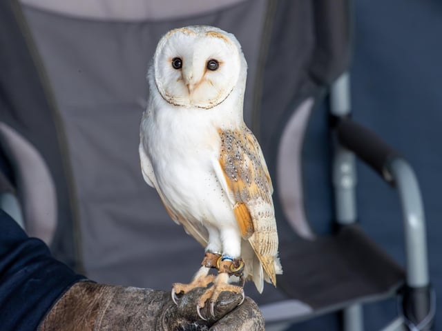 Visitors were treated to a Birds of prey display at Port Solent on Thursday, along with arts and craft for children.Pictured - The Birds of Prey in actionPhotos by Alex Shute