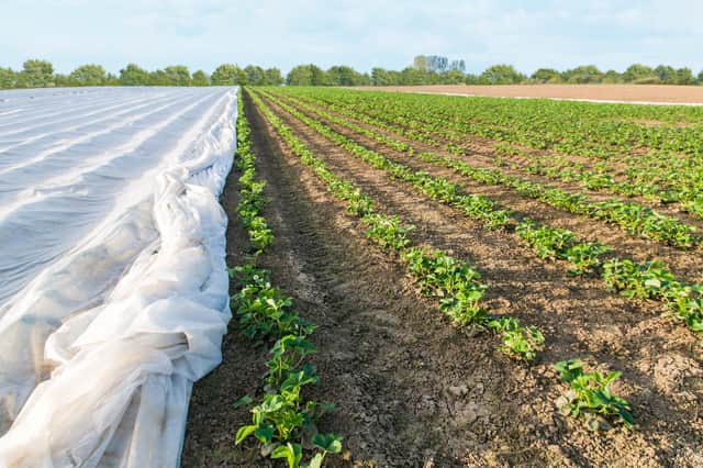 Plants covered in horticultural fleece to protect them from frost.