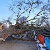 A large tree was brought down in high winds on the corner of Elm Lane and Park Road North in Havant during Storm Eunice on Friday afternoon. Picture: Alex Shute