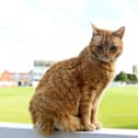 Brian the Somerset Cat watches play during day two of the LV= Insurance County Championship match between Somerset and Hampshire at Taunton. Photo by Harry Trump/Getty Images.