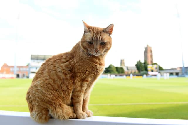 Brian the Somerset Cat watches play during day two of the LV= Insurance County Championship match between Somerset and Hampshire at Taunton. Photo by Harry Trump/Getty Images.