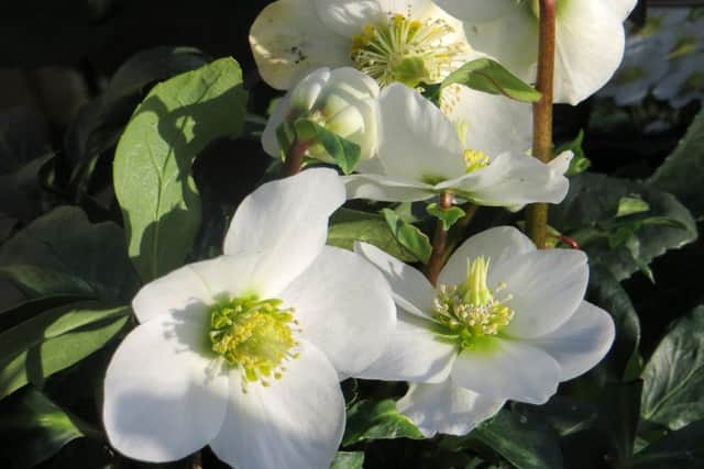 Helleborus niger (Christmas rose) is blooming now. Picture by Tom Pattinson.