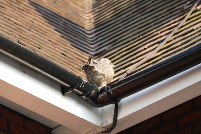 The distressed bird had found itself trapped on the roof of a Southsea property after falling from its nest.