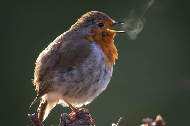 Sing a Song by Corinne Kozok 4th place in the South Downs National Park Photo Competition, 2021/22