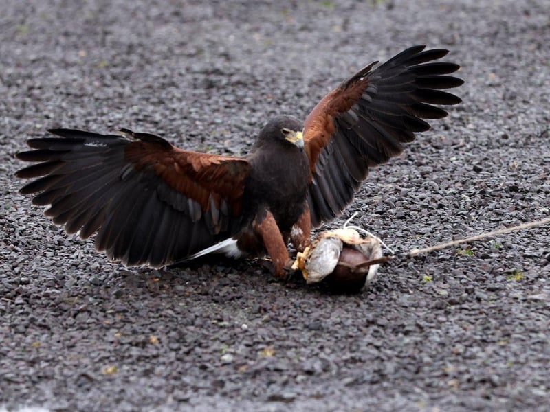 One of the birds of prey
Picture: Sam Stephenson.