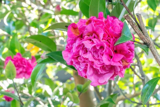 Camellia Debbie.