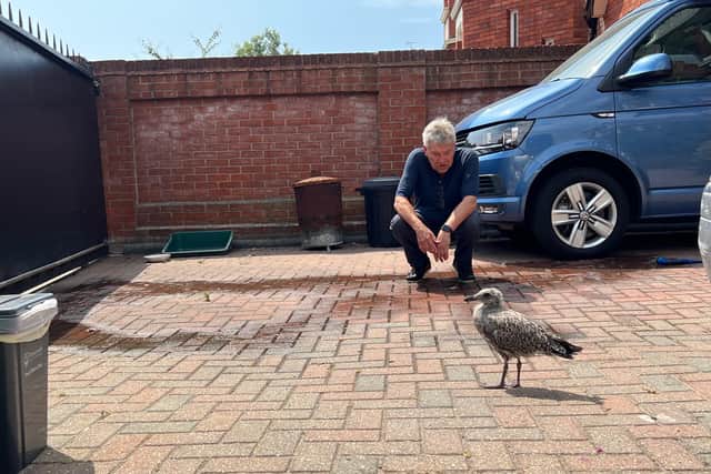 Peter Rogers has found himself with a new house guest - after saving a flightless seagull chick.
