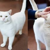 Stan the cat is looking for a forever home after being at The Stubbington Ark for over six months. 
Picture: Alia Thomas