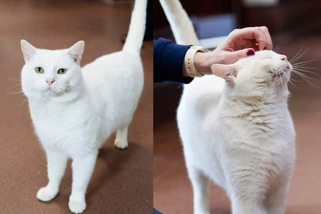 Stan the cat is looking for a forever home after being at The Stubbington Ark for over six months. 
Picture: Alia Thomas