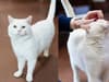 The Stubbington Ark: RSPCA looking for home for Stan the cat