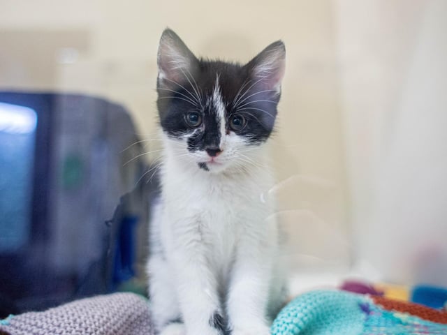 RSPCA The Stubbington Ark, Stubbington on Tuesday 13th February 2024

Pictured: Animals in need of a home

Picture: Habibur Rahman