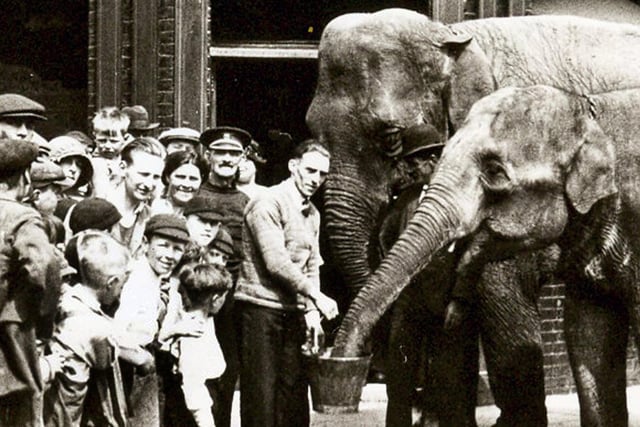The Elephant & Castle in Sultan Road, Buckland, with elephants provided by a visiting circus in 1930. The chap holding the bucket, which was filled with beer, was the aptly-named Charlie Phillpots, the pub cellarman.