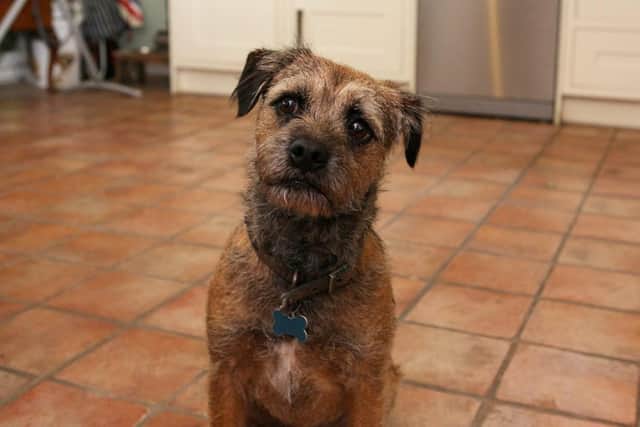 Stolen dog Melchy who belongs to teenager Samuel Brotherton. Picture: Habibur Rahman