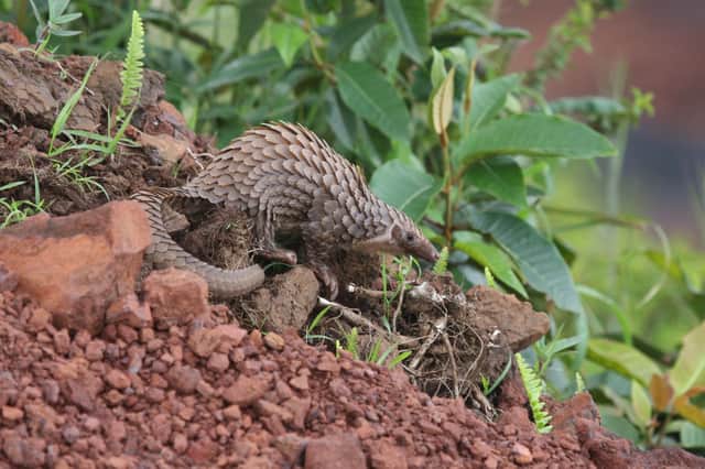 The gelatine technique was intially trialled on the pangolin.