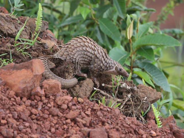 The gelatine technique was intially trialled on the pangolin.