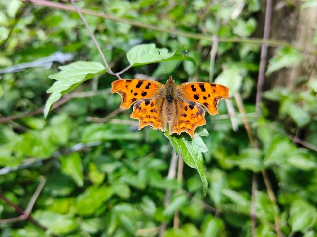 Comma Butterfly