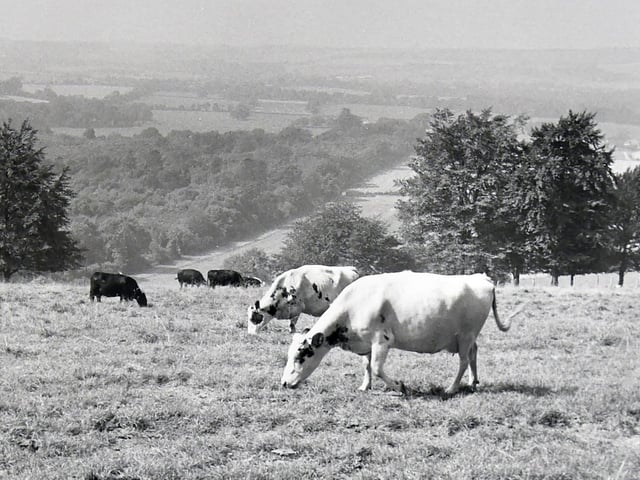 Old Winchester Hill in 1973. Picture: (0571-4)