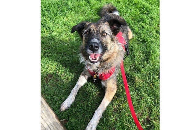 Stanlee is looking for a home with someone who has experience with rescue dogs and/or interest in dog sports or training.