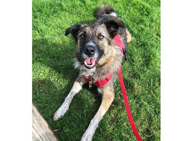 Stanlee is looking for a home with someone who has experience with rescue dogs and/or interest in dog sports or training.