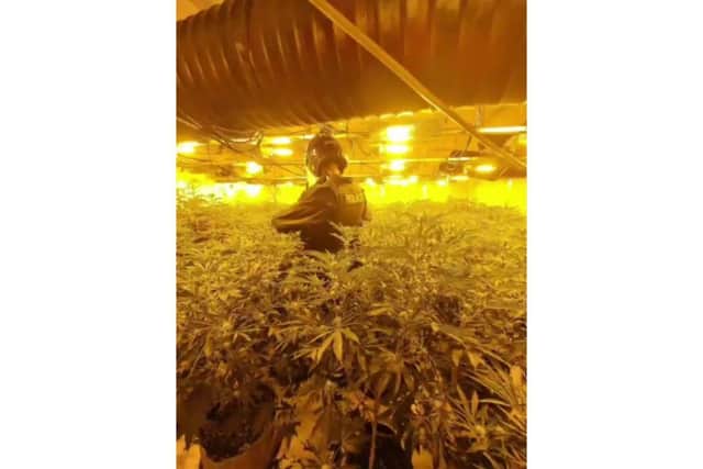 Police discover a cannabis factory with 844 cannabis plants.