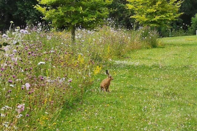 Wildflower Turf® delivers long-term resilience and reliable performance