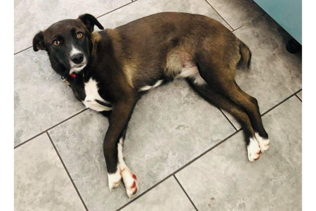 Phoenix Rehoming are looking for people to adopt dogs in the Hampshire area.