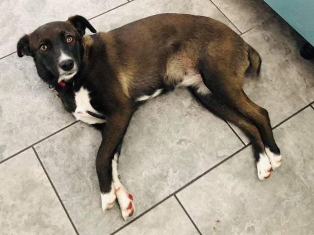 Phoenix Rehoming are looking for people to adopt dogs in the Hampshire area.