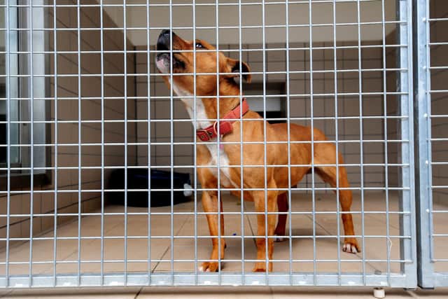 Staffordshire Bull Terrier at RSPCA Centre Newbrook Farm, Frankley, Birmingham. Picture: Rui Vieira