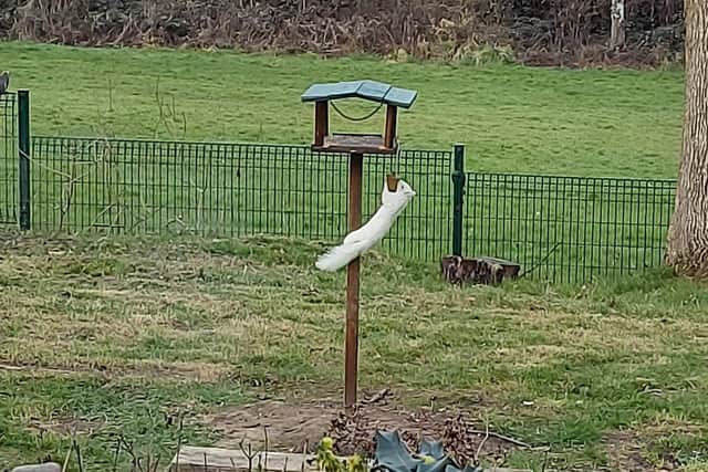 Jonny Ashton, a teacher at Mill Hill Primary, Waterlooville, spotted a rare albino squirrel on school grounds