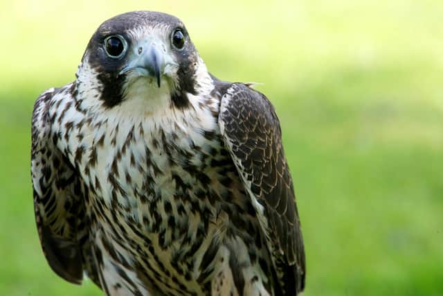 A peregrine falcon Picture: Mark Bullimore