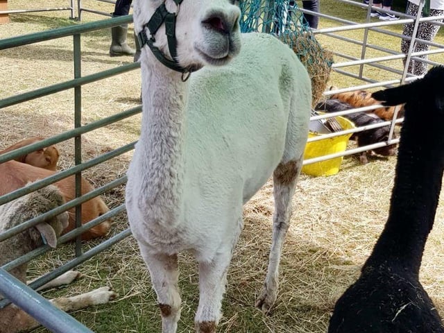 Meet the cheeky Alpacas!