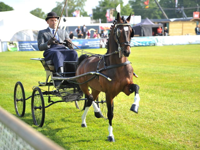 Crowds were wowed by the equestrian displays.