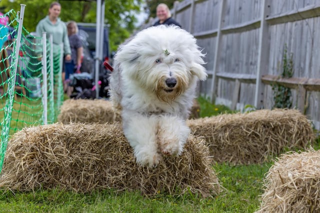 Dash, an Old English Sheepdog,  navigates the trail at the Denmead Fun Dog Show. Picture: Mike Cooter (210724)