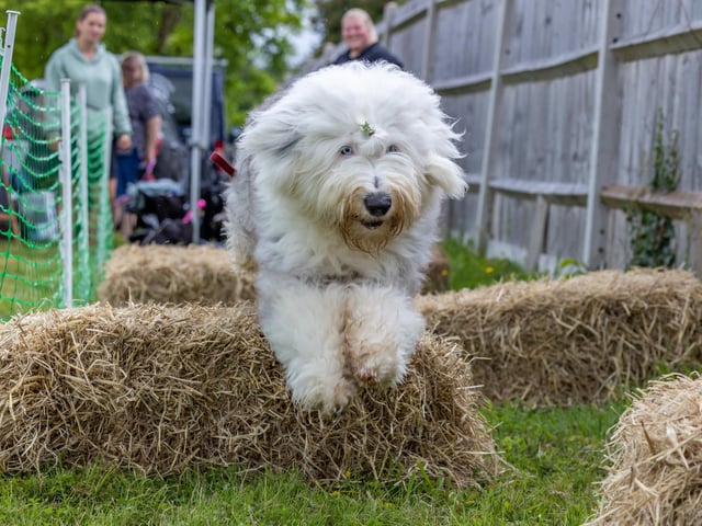 Dash, an Old English Sheepdog,  navigates the trail at the Denmead Fun Dog Show. Picture: Mike Cooter (210724)