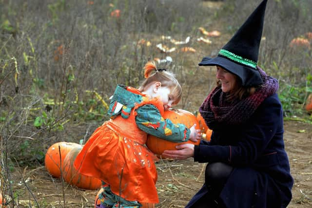 ks190598-7 Rogate Pumpkin Patch phot kate