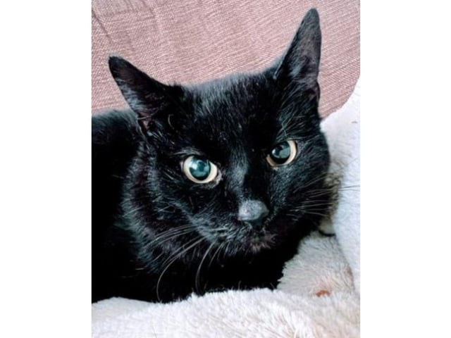 Since being in foster Shaun has learnt how to adapt to a safe loving environment and while it took him a settling in period, he has come on leaps and bounds. Shaun has learnt that being stroked is a good thing and now comes to ask for attention and he has also rediscovered his purr and meow. He loves playing with toys and is learning to communicate when he wants fuss, to play, or when he is hungry. Shaun loves nothing more than to cuddle on the sofa or bed, he is starting to sit on laps for cuddles, and is well on his way to becoming a loving companion. Shaun is desperate to find his furever home he just needs time and understanding he has already come on so much and has so much more to give.
The adoption fee for Shaun is £145 and to find out more information about what this includes, visit the charity's website.