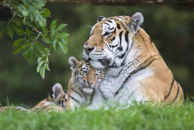 Amur tiger Milla