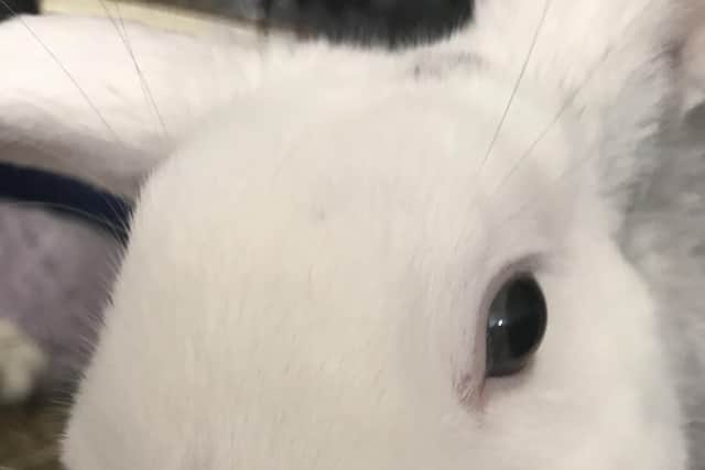 The fate of the family rabbit remains uncertain following the blaze in Paulsgrove. Picture: Billie Ordish.