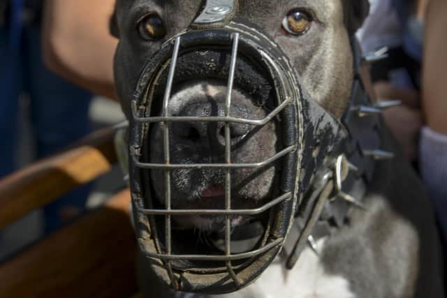 Pitbull terrier are banned in the UK. Picture: RAUL ARBOLEDA/AFP via Getty Images