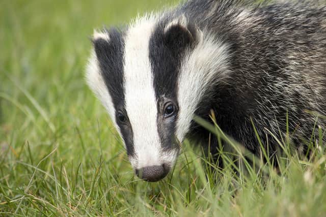 Badger baiting has become a major problem in Hampshire