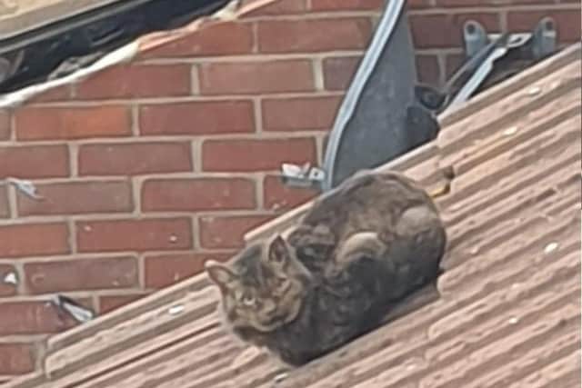 Vladimir the cat has been found four days after an explosion tore through the McCormick family home in Whale Island Way, Stamshaw, Portsmouth, on January 1. He's pictured here on a neighbouring roof on January 5.