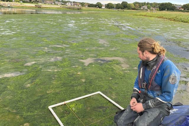 Surveying seagrass at low tide