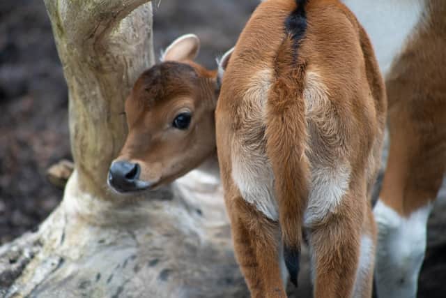 Marwell Zoo has welcomed an Endangered female banteng calf to its herd and keepers have chosen to call her Pumpkin because she was born on October 31, 2023. 
Picture: Marwell Zoo