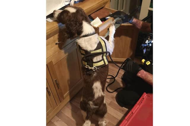Harry the police dog during the search of the Southsea property. Picture: Hampshire Constabulary.