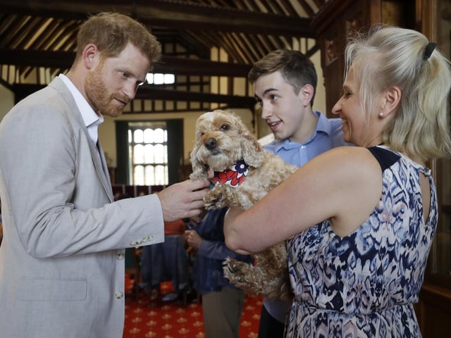 A Cockapoo will set you back around £1,330 on average. (Photo by Kirsty Wigglesworth - WPA Pool/Getty Images)