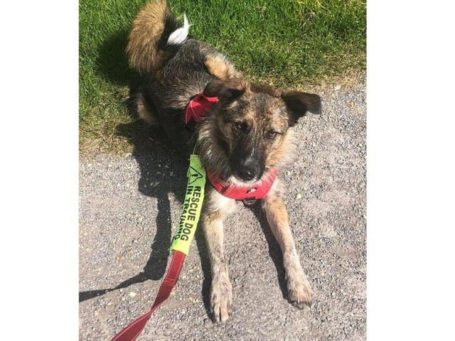 Stanlee is a 2 year old collie cross girl and weighs around 17kg. She is exceptionally smart and enjoys learning. Please read her advert very carefully. So far to date Stanlee has completed the following courses:
Foundation Obedience
Bronze Obedience
Bronze Plus Obedience
IMDT grade 1 partnership
IMDT grade 2 partnership
Agility Foundations & Beginners
U.K. Sniffer Dogs series 1 & 2
She will now be looking for a home with someone who has some experience with rescue dogs and/or interest in dog sports.
Stanlee will thrive doing agility, Hoopers, heel work, trick training, Canix or similar. She is an exceptionally smart dog and needs an equally smart owner. She has completed a two day scent work course and is progressing into the next agility course.
Stanlee has been trained with clicker. She will also work on a marker word. This girl works for dust, she is exceptionally motivated.
Stanlee can be anxious around new people initially. She sees strangers and will sometimes bark. This is all fear based, she is worried about their intentions. She is wary of strangers coming into the home and will bark to begin with but this quickly changes. She has learned to go quietly to her bed where she knows she is safe. We are now in a position where Stanlee can learn to like people quite quickly, in just a couple of sessions at her pace. This makes her unsuitable for a home with young children (teens may be okay). She has never bitten and articulates her feelings very well. Visitors need to completely ignore Stanlee until she instigates contact. She’s never going to be a pub companion or the life and soul of any party.
Stanlee is good with other dogs and loves to play but at times can be a bit bossy. She would be ideally suited to a home with another playful male dog though could be an only dog. She is house trained, crate trained and can be left.
Adoption fee £225.