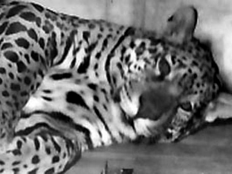 Jason the jaguar takes a rest on HMS Jaguar in 1963. He ended up in London zoo. HMS Jaguar was presented with a live Jaguar during a visit to Rio de Janeiro