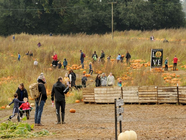 Families choosing their pumpkins to take home
Picture: Sarah Standing (251023-2246)