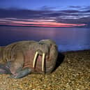 Luke McKell, 16, snapped the unusual visitor on the Hampshire beach.